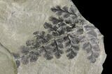 Pennsylvanian Fossil Fern (Eusphenopteris) Plate - Kentucky #112646-2